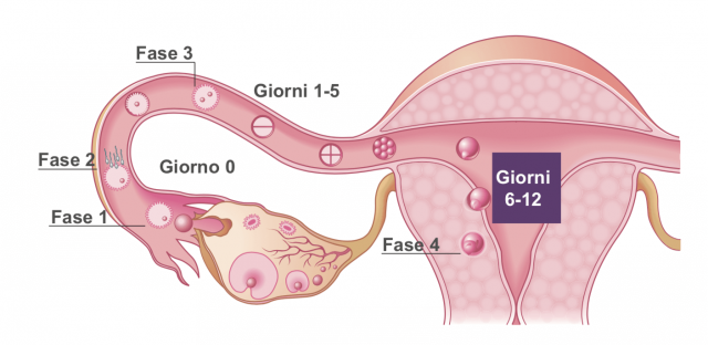 Inizio di una gravidanza