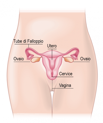 Apparato riproduttivo