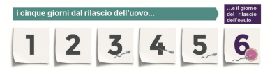 Grafico illustrato dei giorni fertili durante il ciclo mestruale femminile