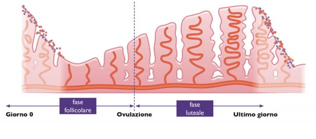 Illustrazione del ciclo mestruale femminile, con sezioni che rappresentano diverse fasi del ciclo.